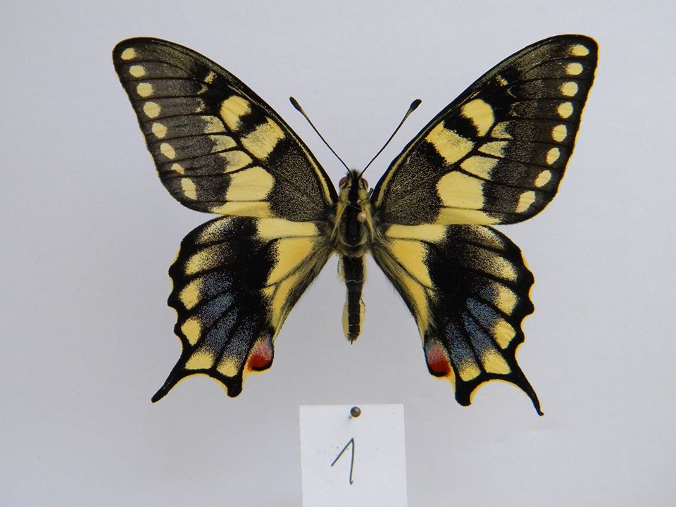 Papilio machaon (aberrant cold shock) 4 (Internet Image property of respective owner, non-commercial use only)
